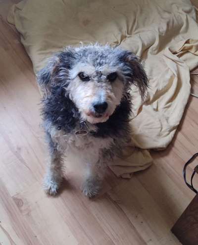 Hundetreffen-Hallo. Ich suche Leute zum spazieren gehen mit Ronja.-Bild