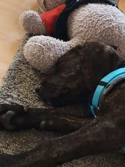 Welpen Bilder !-Beitrag-Bild