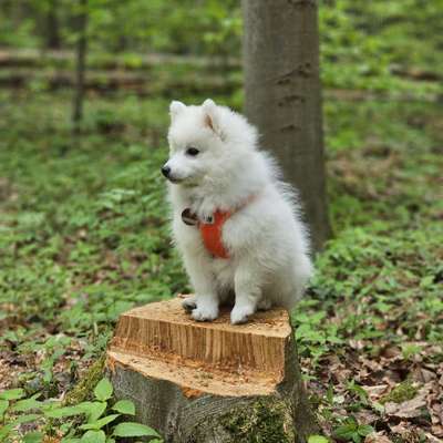 Hundetreffen-Welpentreff Venusberg-Bild