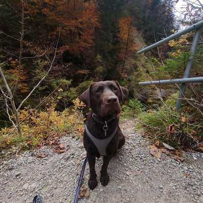 Hundetreffen-Spielrunde in Elsen-Bild