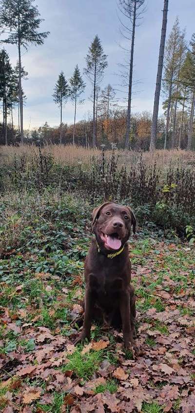 Hundetreffen-Hundetreffen in Witterschlick-Bild