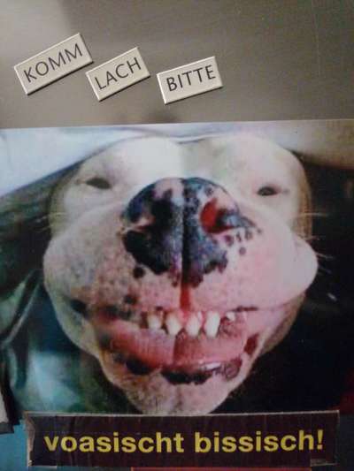 Lustigsten Grimassen von euren Hunden-Beitrag-Bild