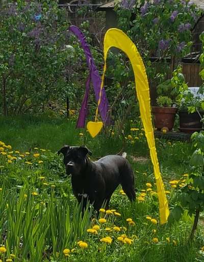 Die Dogorama Monats Challenge "Es grünt und blüht"-Beitrag-Bild