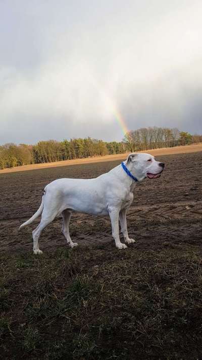 Dogo Argentino Freunde-Beitrag-Bild