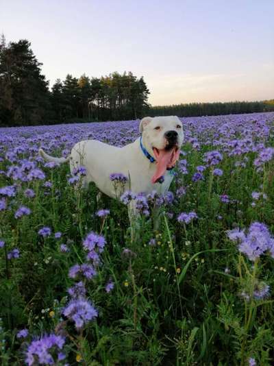 Dogo Argentino Freunde-Beitrag-Bild