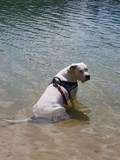 Dogorama-Monats-Challenge-Mai "Wasser"-Beitrag-Bild