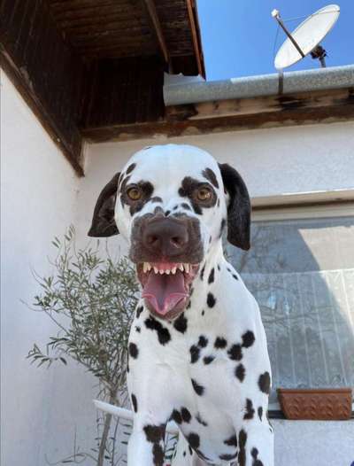 Lustigsten Grimassen von euren Hunden-Beitrag-Bild