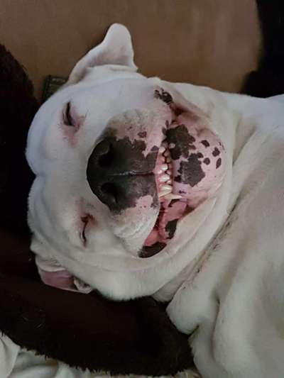 Lachen😀 eure Hunde auch so gerne😂-Beitrag-Bild