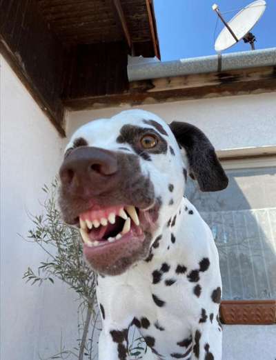 Lustigsten Grimassen von euren Hunden-Beitrag-Bild