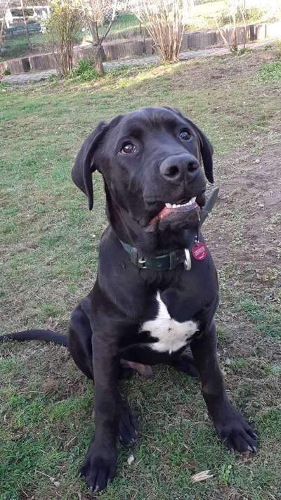 Seltene Rassen!-Beitrag-Bild