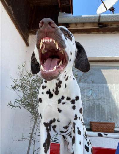 Lustigsten Grimassen von euren Hunden-Beitrag-Bild