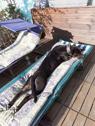 Challenge 23 : "  Euer Hund beim Frühlingserwachen "-Beitrag-Bild