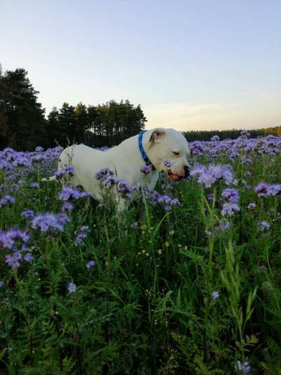 zeigt eure Hunde mit Ihren Frühlingsgefühlen:)-Beitrag-Bild
