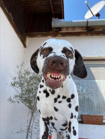 Lustigsten Grimassen von euren Hunden-Beitrag-Bild