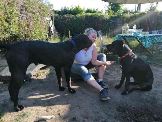 Shiba Inu und andere japanische Rassen!-Beitrag-Bild