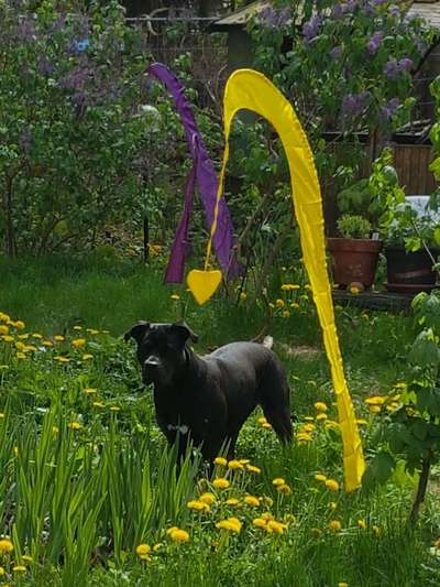 Die Dogorama Monats Challenge "Es grünt und blüht"-Beitrag-Bild