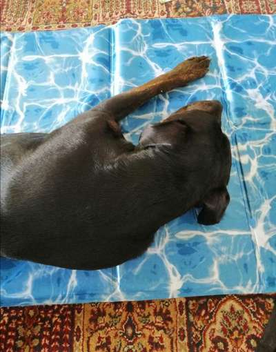 Kühlmatte-Beitrag-Bild