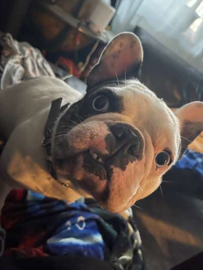 Dogorama Photo Challenge - Hundeblick zum hinschmelzen-Beitrag-Bild