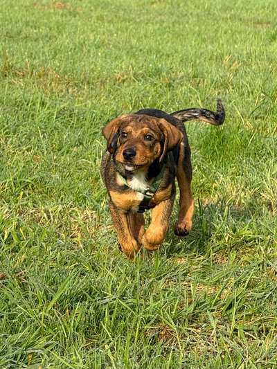 Hundetreffen-Erste Runden durch den Langerfelder Wald-Bild