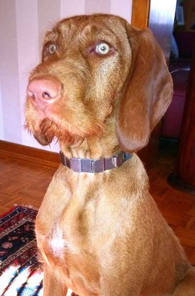 Magyar Vizsla UK-Beitrag-Bild