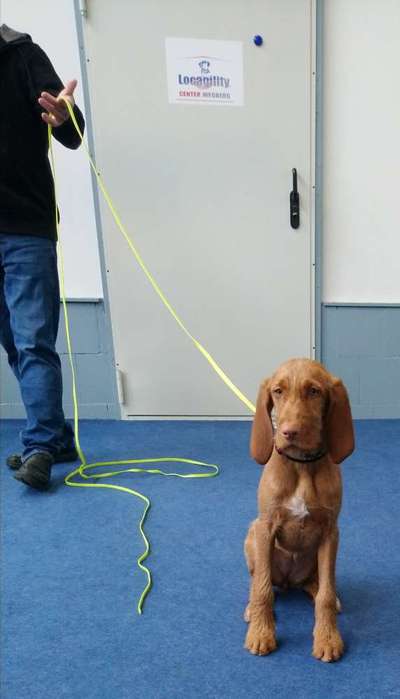 Magyar Vizsla UK-Beitrag-Bild