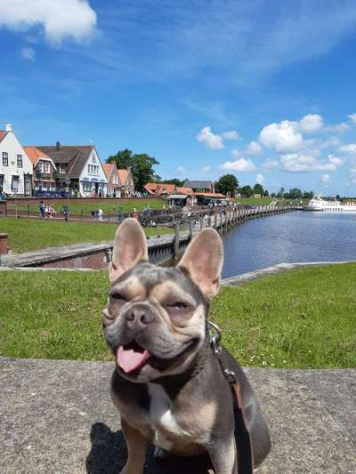 Hundetreffen-Spielen & Toben-Bild