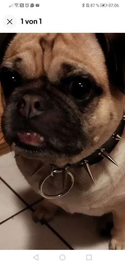 Bilder von Qualzuchten-Beitrag-Bild