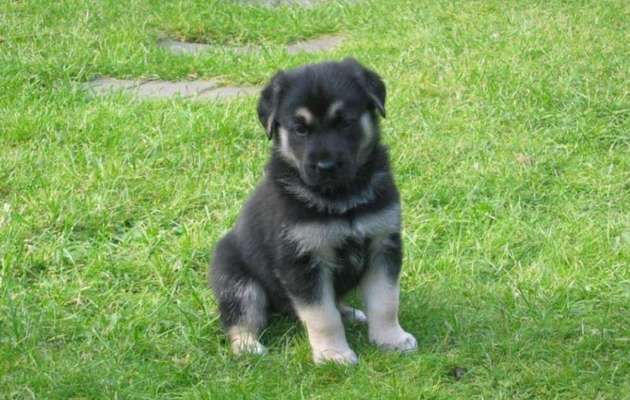 Welpen Bilder !-Beitrag-Bild