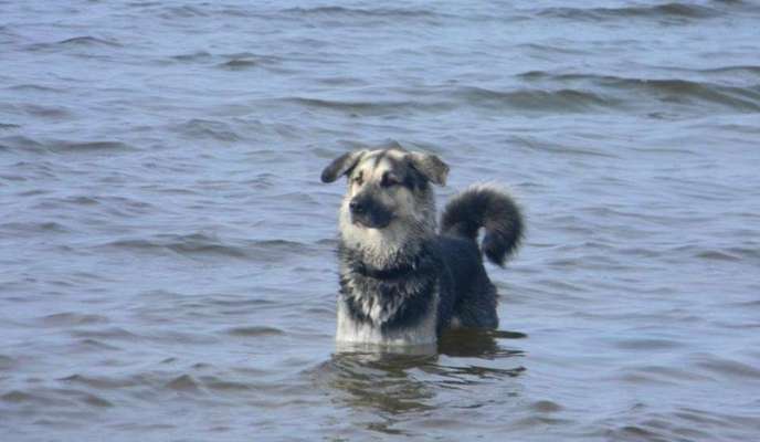 Mischlinge raten - Rätselspaß-Beitrag-Bild