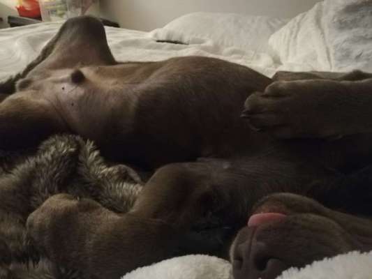 Welpen Bilder !-Beitrag-Bild