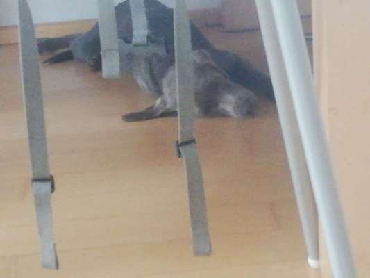 Überdrehter Junghund-Beitrag-Bild