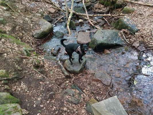 Dein Hund im Dogorama-Kalender 2021-Beitrag-Bild