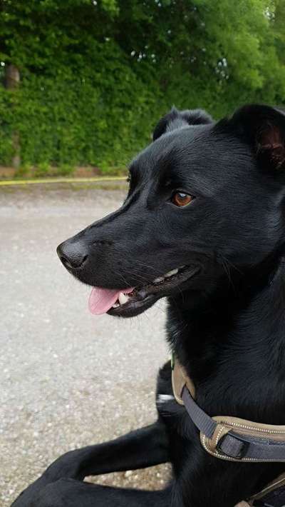 Dein Hund im Dogorama-Kalender 2021-Beitrag-Bild