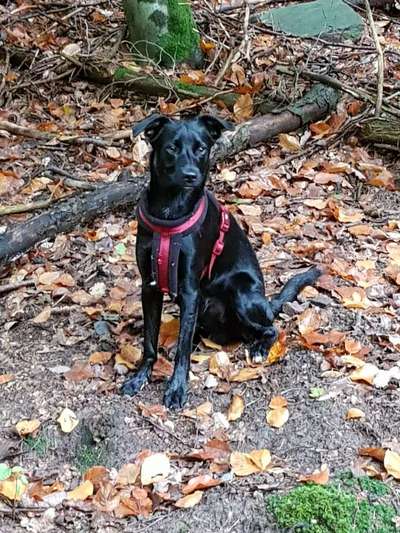 Dein Hund im Dogorama-Kalender 2021-Beitrag-Bild