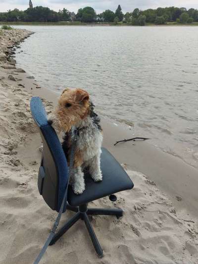 Foxterrier Gang-Beitrag-Bild