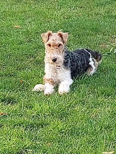 Foxterrier Gang-Beitrag-Bild