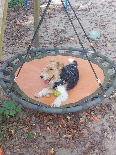 Foxterrier Gang-Beitrag-Bild