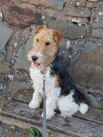 Foxterrier Gang-Beitrag-Bild
