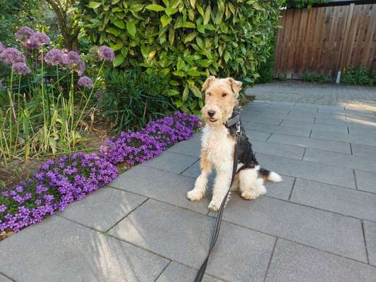 Foxterrier Gang-Beitrag-Bild