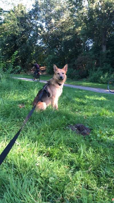 Mischlinge raten - Rätselspaß-Beitrag-Bild