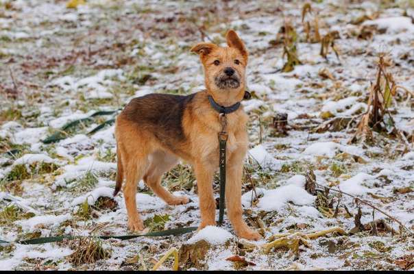 TierschutzhundeStammtisch🐕-Beitrag-Bild