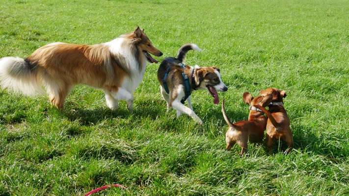 Collies gesucht-Beitrag-Bild