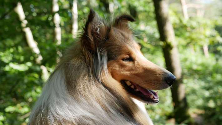 Langhaar Collies-Beitrag-Bild
