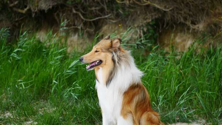 Collies -wo seid ihr?-Beitrag-Bild
