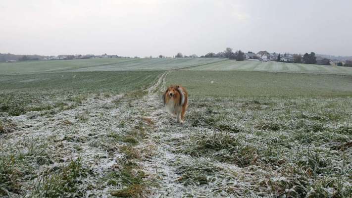 Collies gesucht-Beitrag-Bild