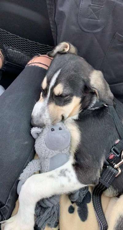 Die Dogorama Wochen Challenge-Beitrag-Bild