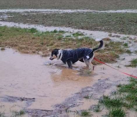 Dogorama Photo Challenge - Pfützen & Spiegelungen-Beitrag-Bild