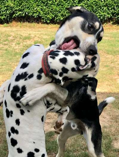 Dogorama Photo Challenge - Spielgesicht-Beitrag-Bild