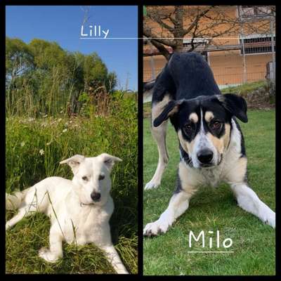 TierschutzhundeStammtisch🐕-Beitrag-Bild