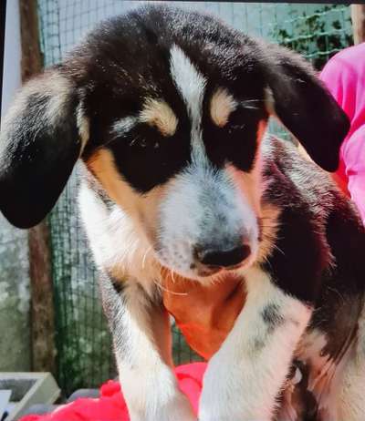 Das erste Bild eures Hundes-Beitrag-Bild